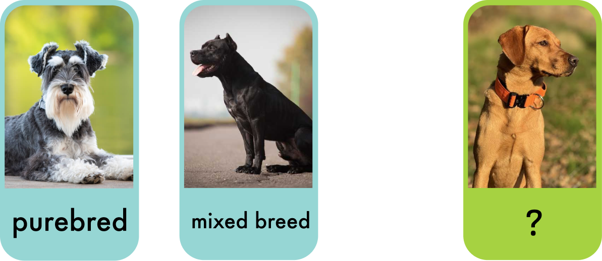 Two labelled dog photos, "purebred" and "mixed breed," beside a third unlabelled dog marked with a question mark — the case the model has to classify.