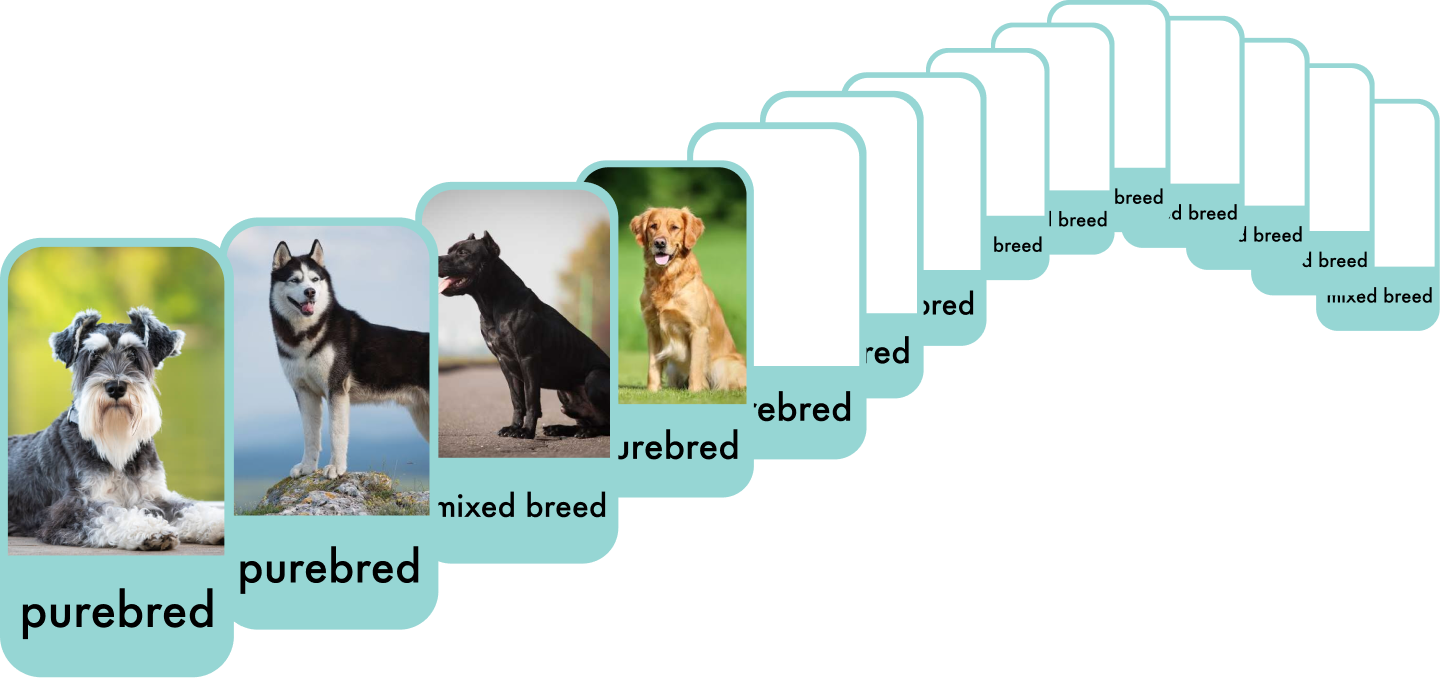 A fanned deck of flashcards curving from lower left to upper right. The cards in front show photos of dogs — a schnauzer, a husky, a cane corso, a golden retriever — each labelled either "purebred" or "mixed breed." The cards further back are turned away, showing only the edges of their labels.