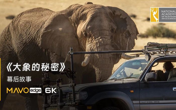 Interview with DP Toby Strong of "Secrets of the Elephants"