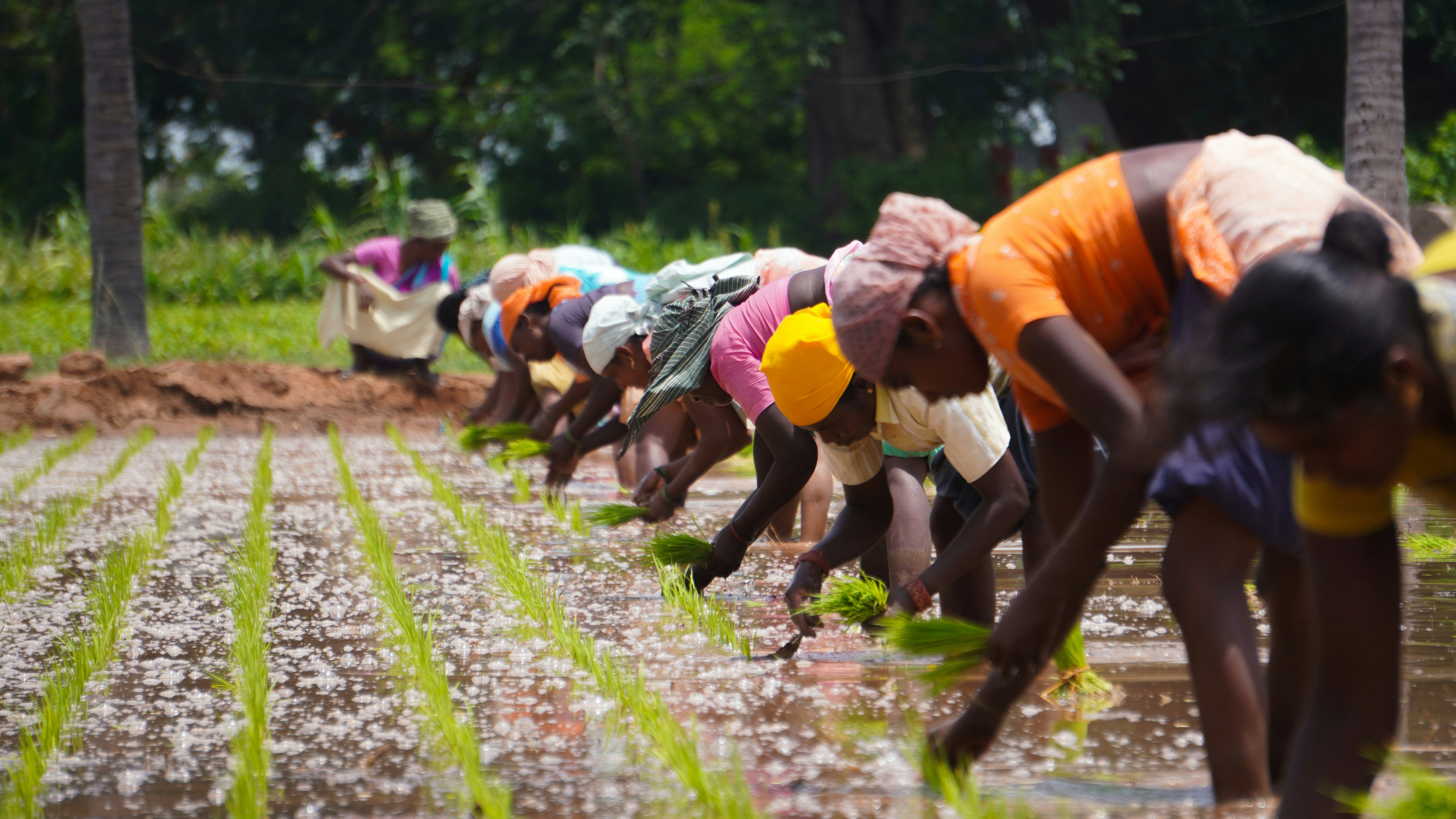 African agriculture workers picking up rice on a wet field