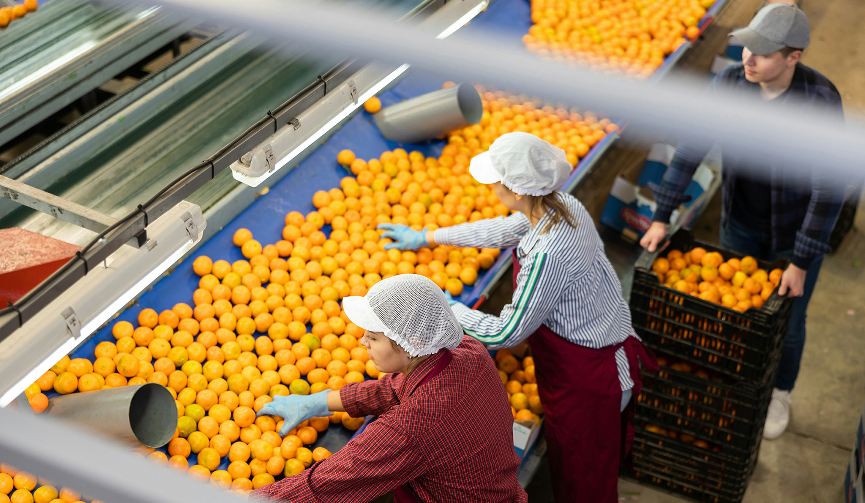 Workers at a food site picking oranges