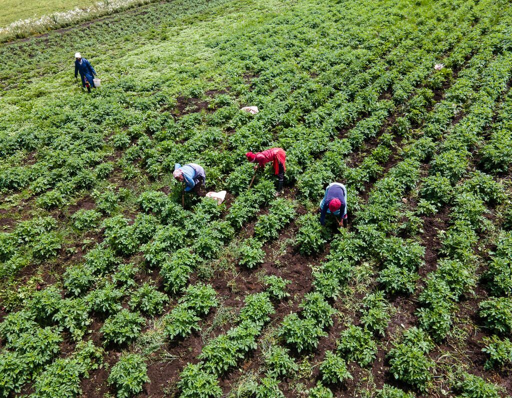 kenyan agriculture