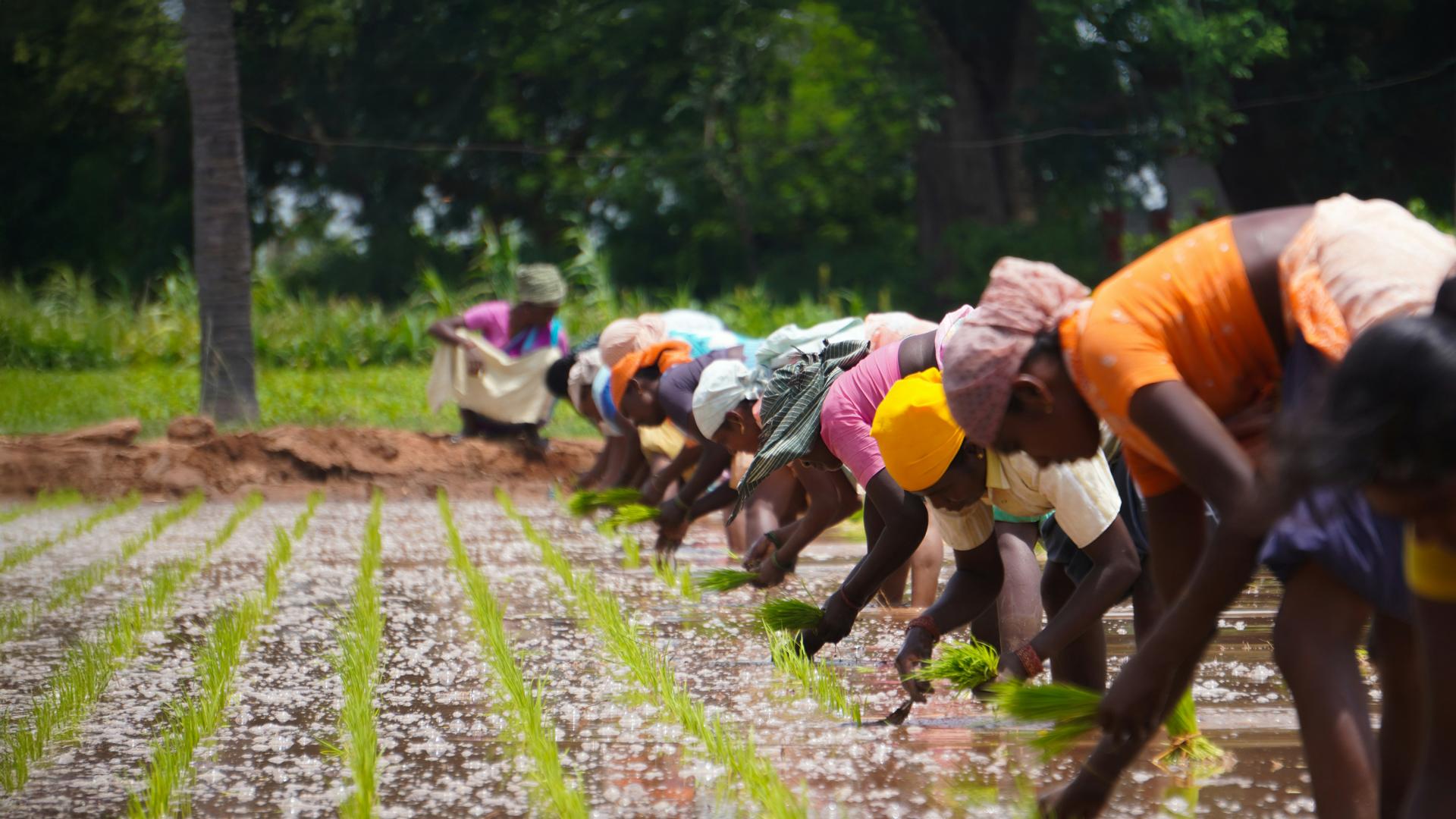 African agriculture workers picking up rice on a wet field