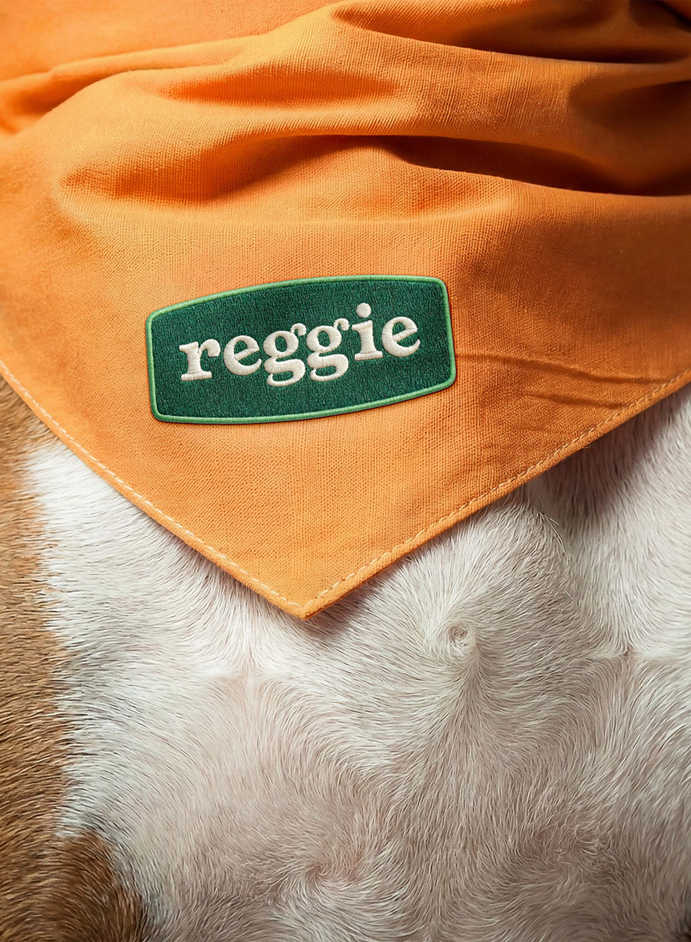 Reggie project image 7
