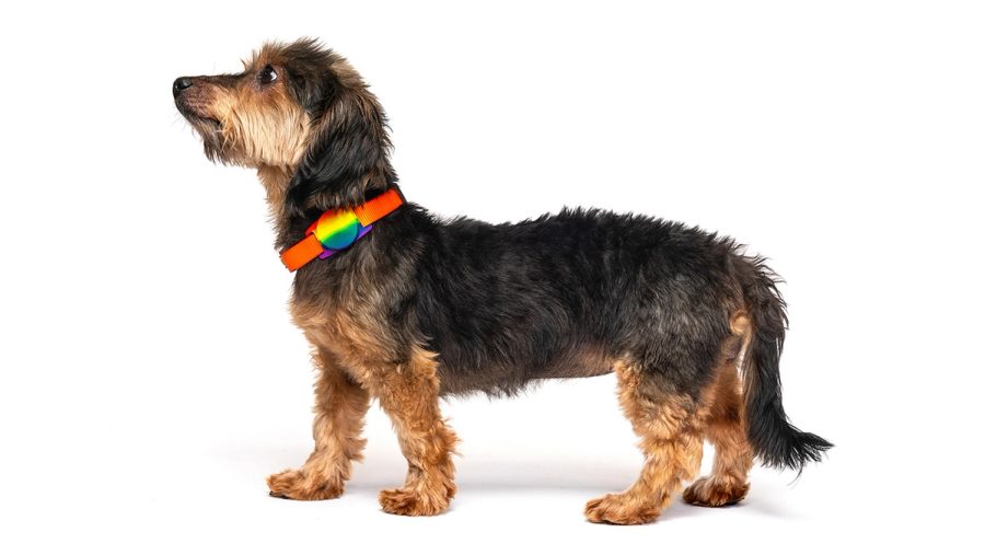 PuppyPy gallery image 2