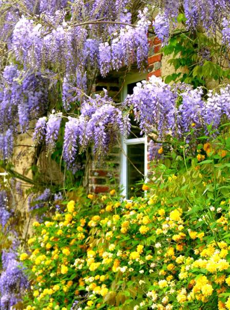 Wisteria and yellow flowers framing a window of the château