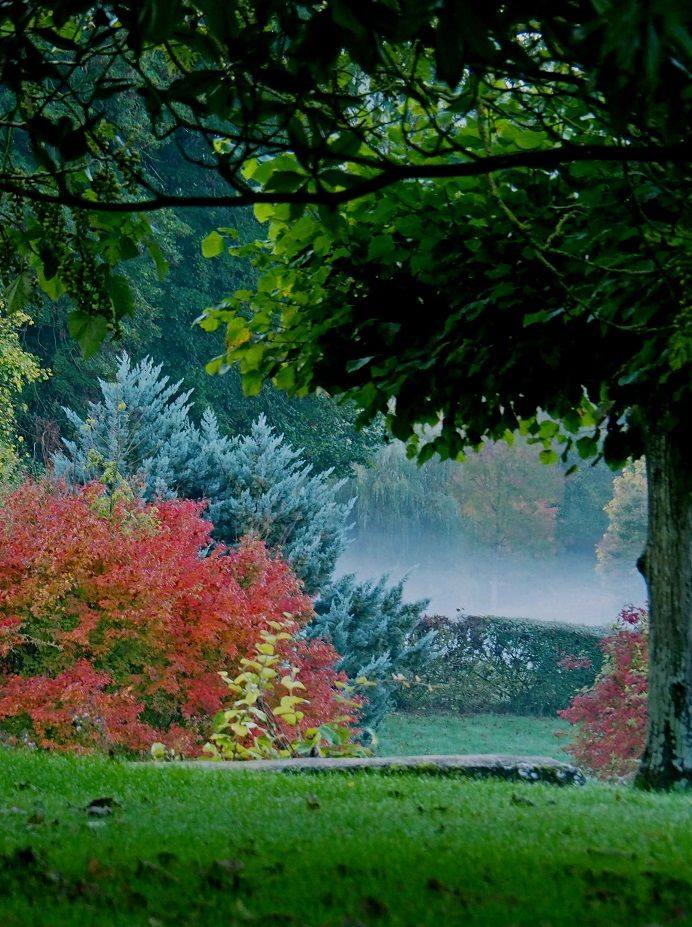 Matin brumeux dans le parc : arbustes rouges d'automne, conifère bleuté et grand arbre