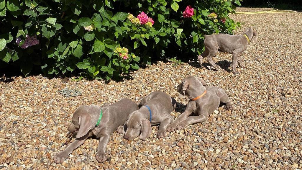 Four grey puppies lying on gravel beside flowering hydrangeas