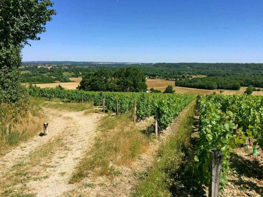 Chien sur un chemin entre les rangs de vigne des coteaux du Jasnières, campagne à perte de vue