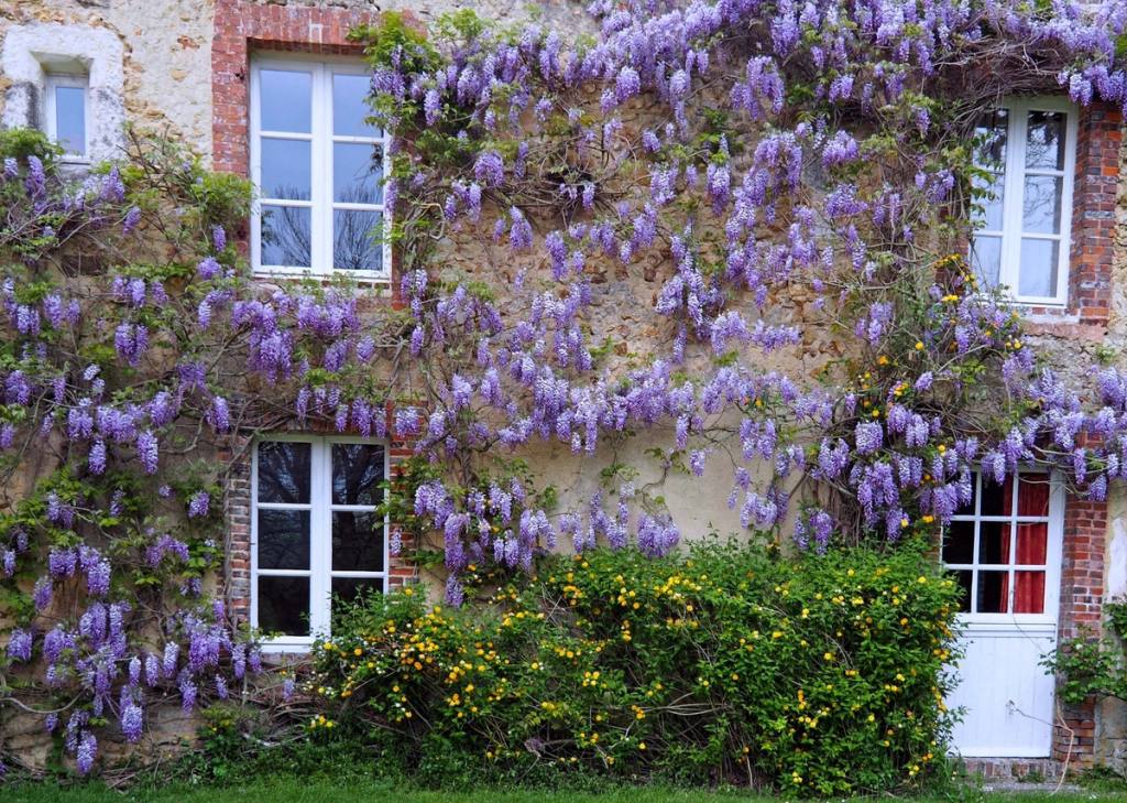 Stone cottage façade covered in purple wisteria, with a flowering shrub below