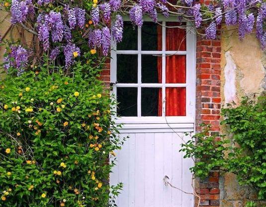 Cottage Les Glycines in April: wisteria in bloom above a white stable door and yellow flowering shrub