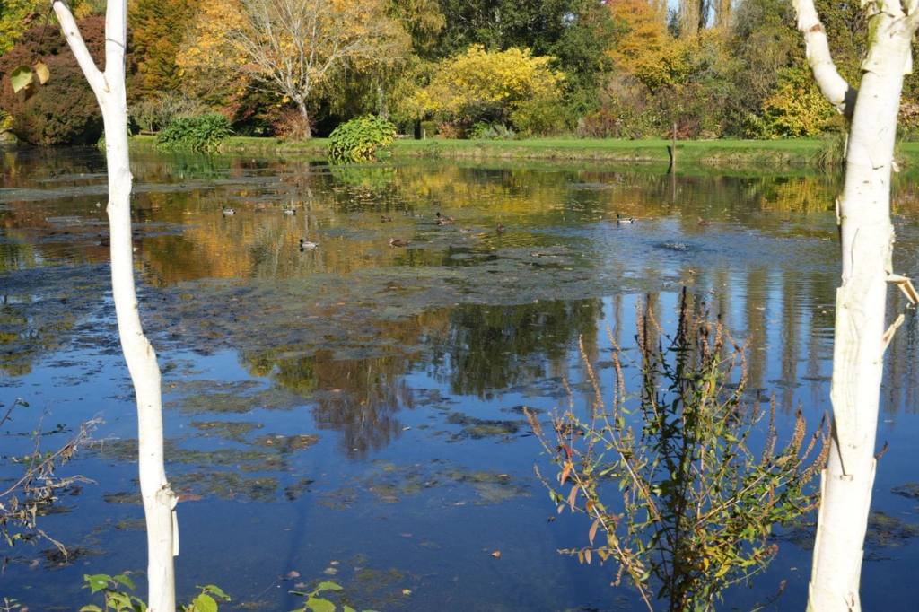 Pond reflecting autumn trees, framed by white birch trunks