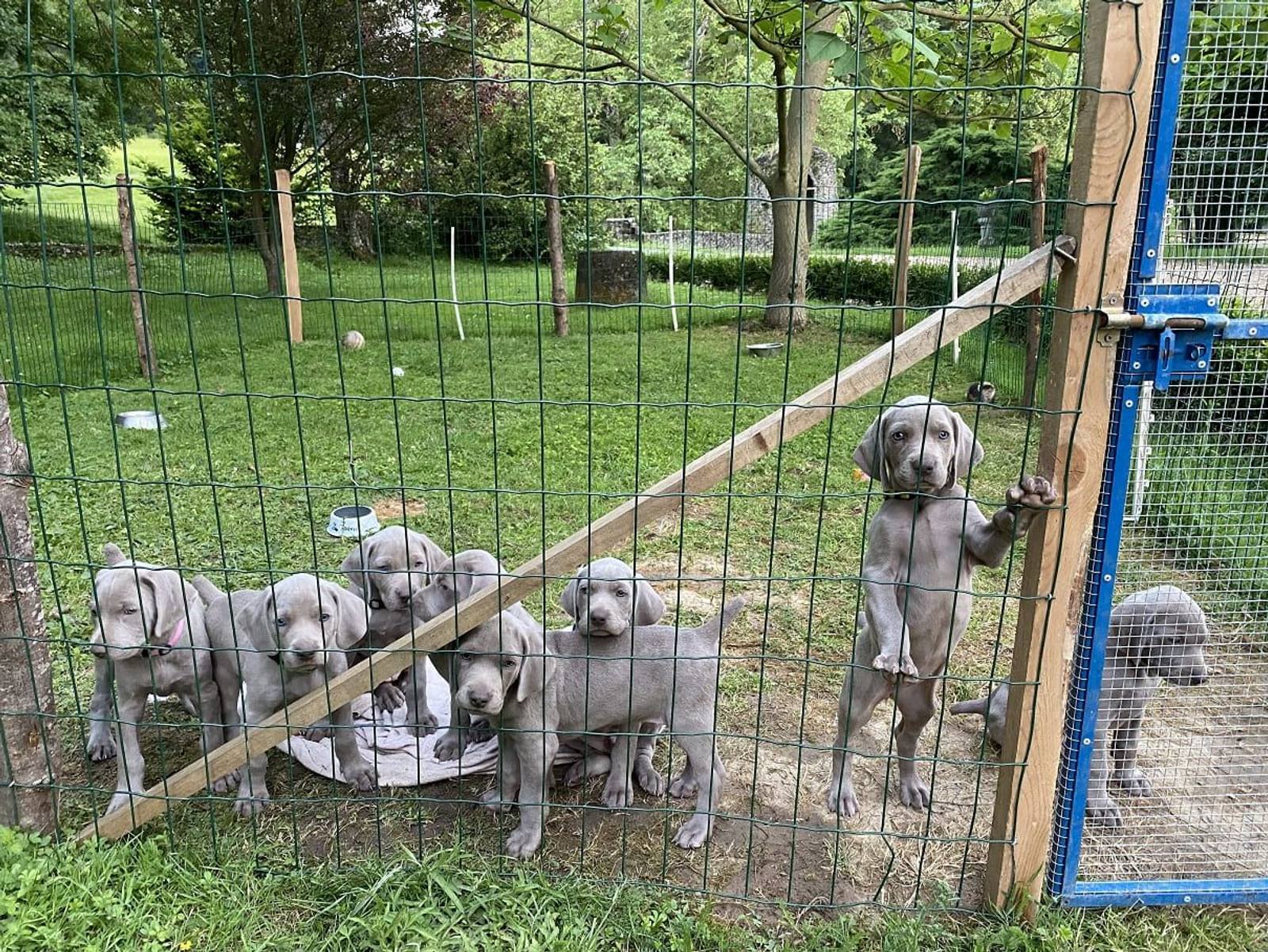 Weimaraner puppies in their fenced run on the lawn, one standing up against the wire
