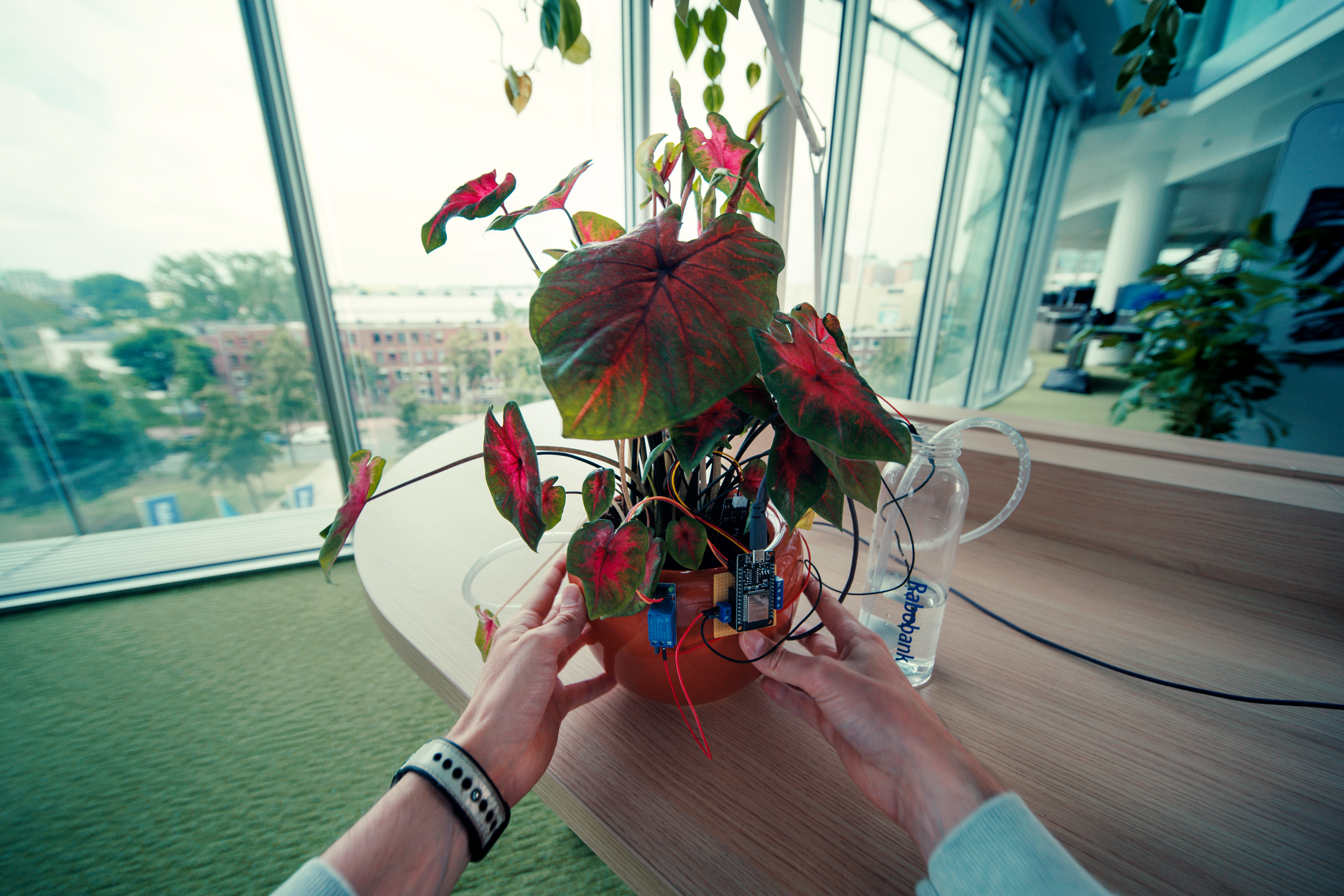 Thijs creates chip around his plant