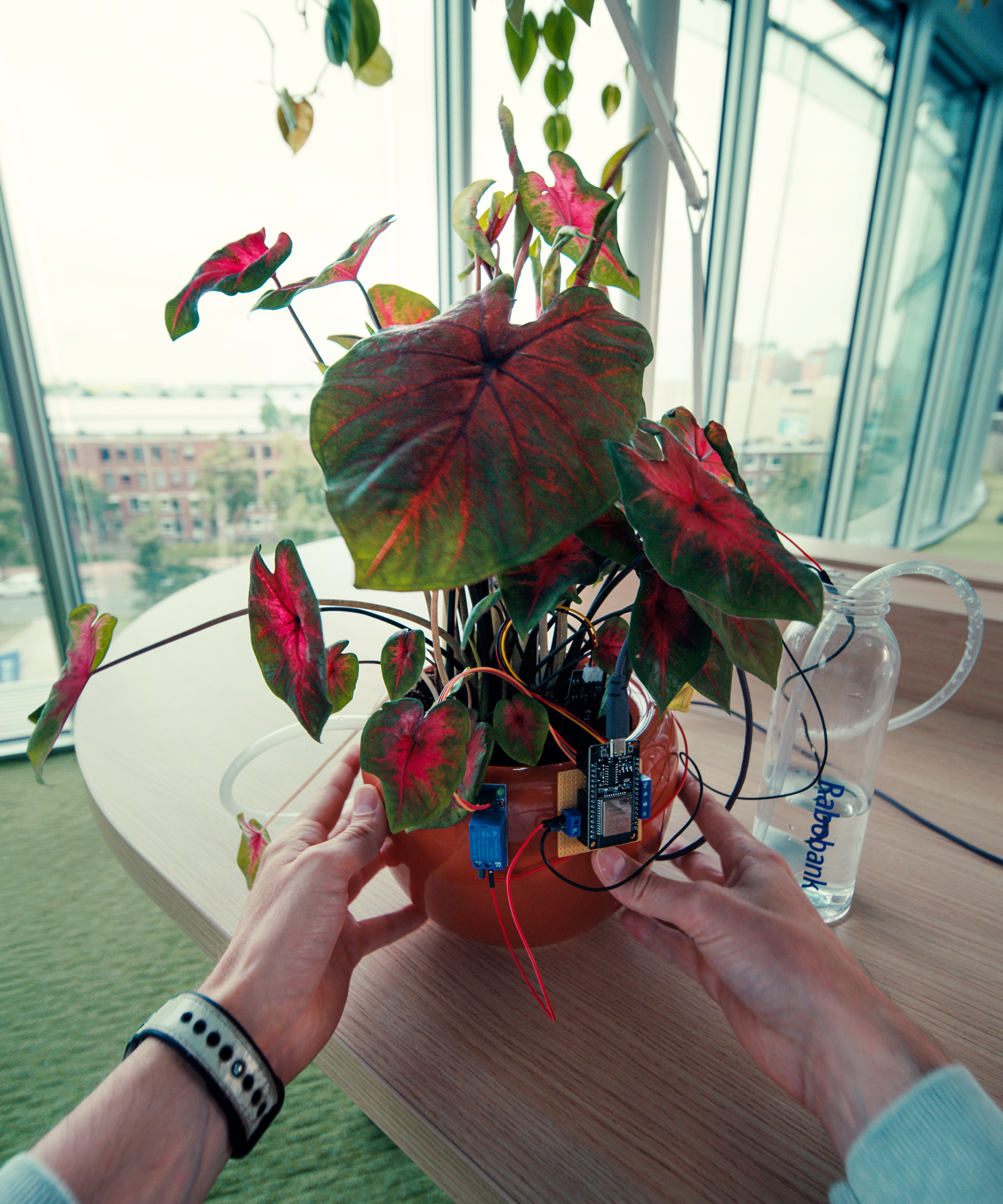 Thijs creates chip around his plant