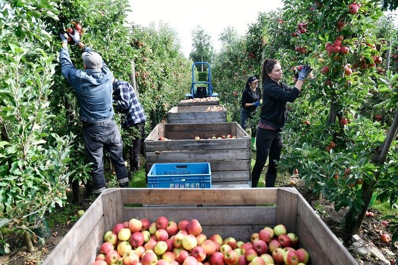 mannen en vrouwen plukken appels