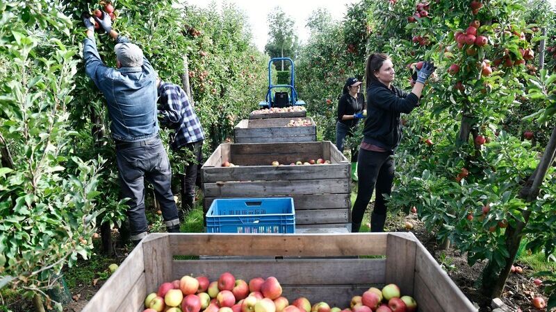 mannen en vrouwen plukken appels