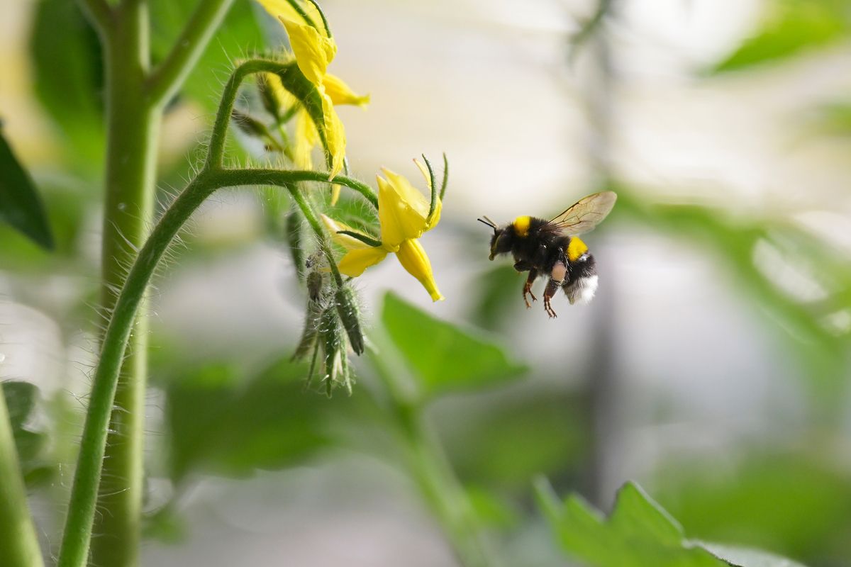Bee flies towards flower