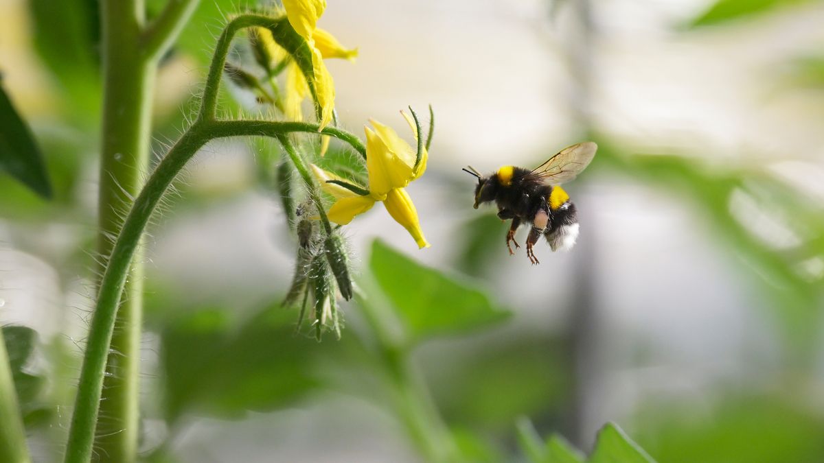 Bee flies towards flower