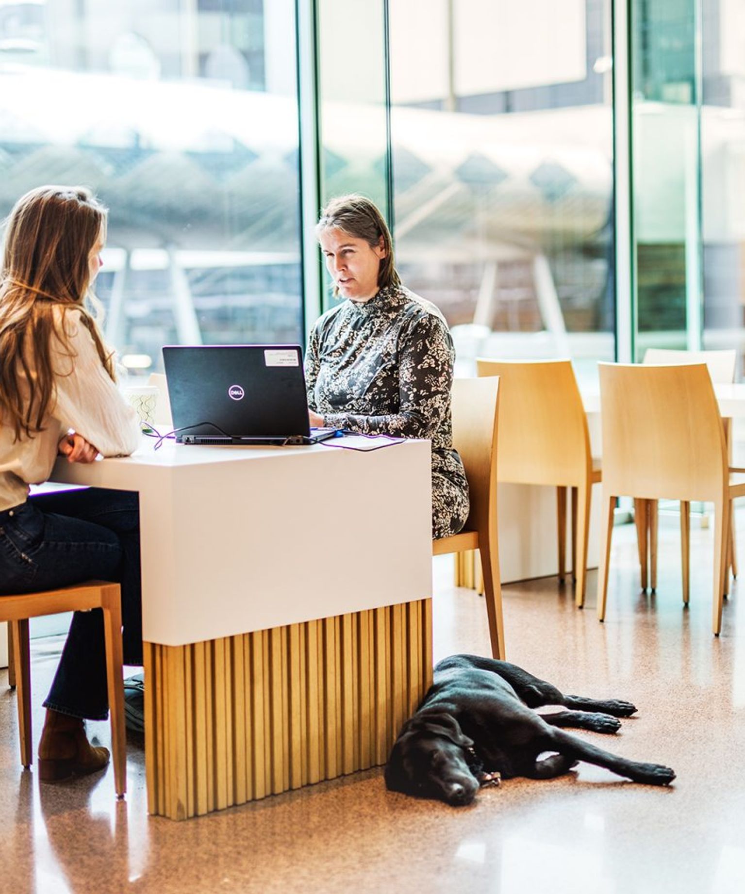 Blind colleague with an assistance dog in the office