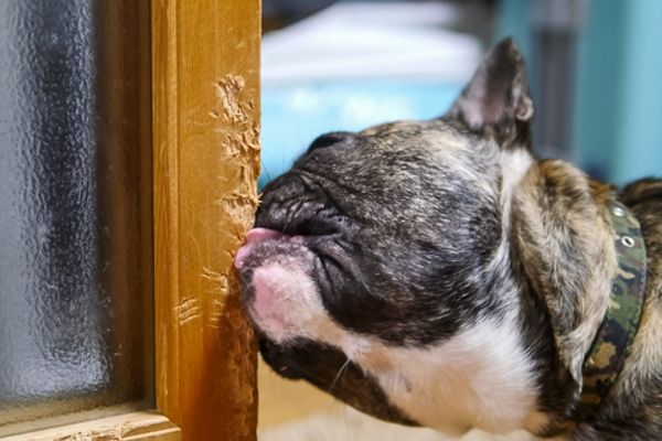 Will Home Insurance Cover Damage From Pets?