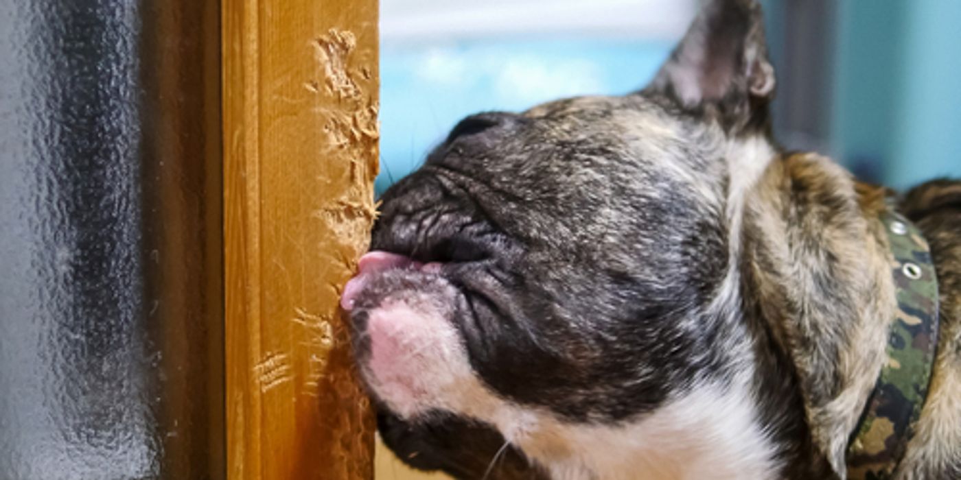 Will Home Insurance Cover Damage From Pets?