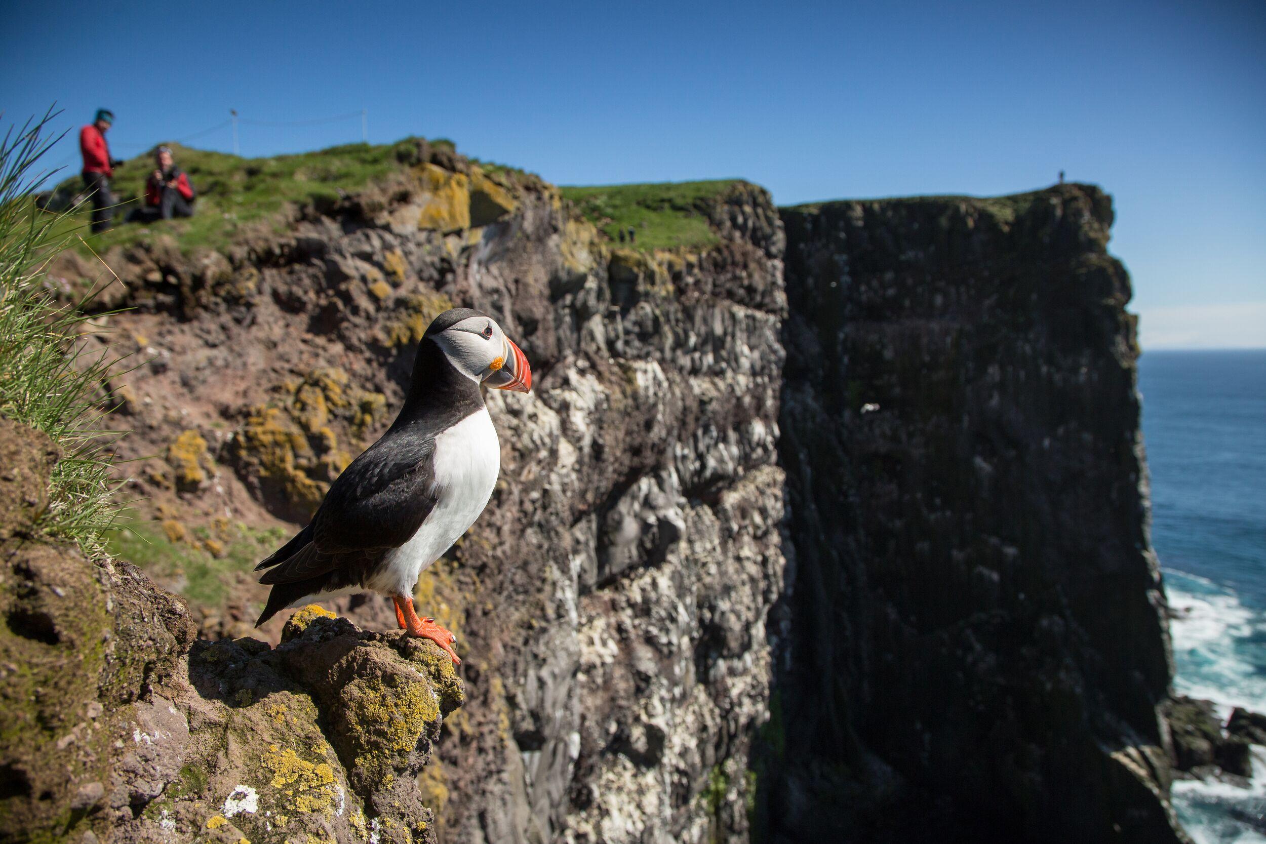 Puffin on the edge of a cliff at Látrabjarg in Iceland