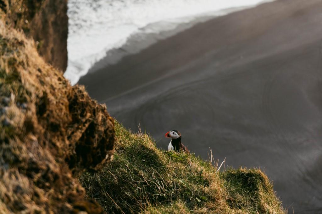 A puffin standing on the grassy edge of the cliff with the black sand beach in the background