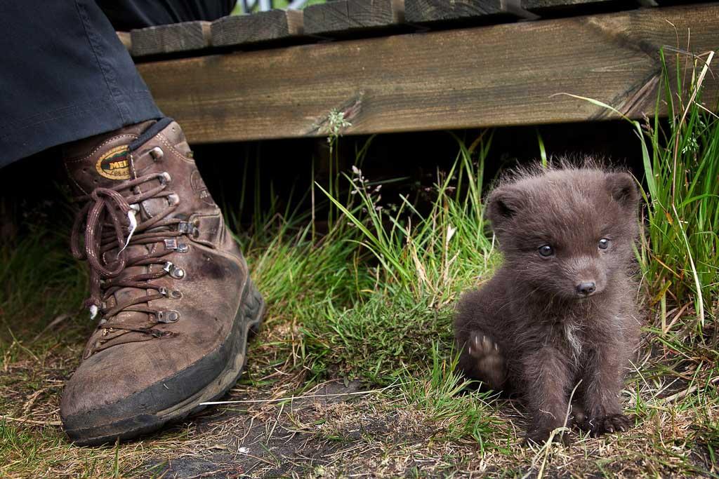 Hiker's boot next to a curious arctic fox, showcasing Iceland's unique wildlife during a hiking trip.