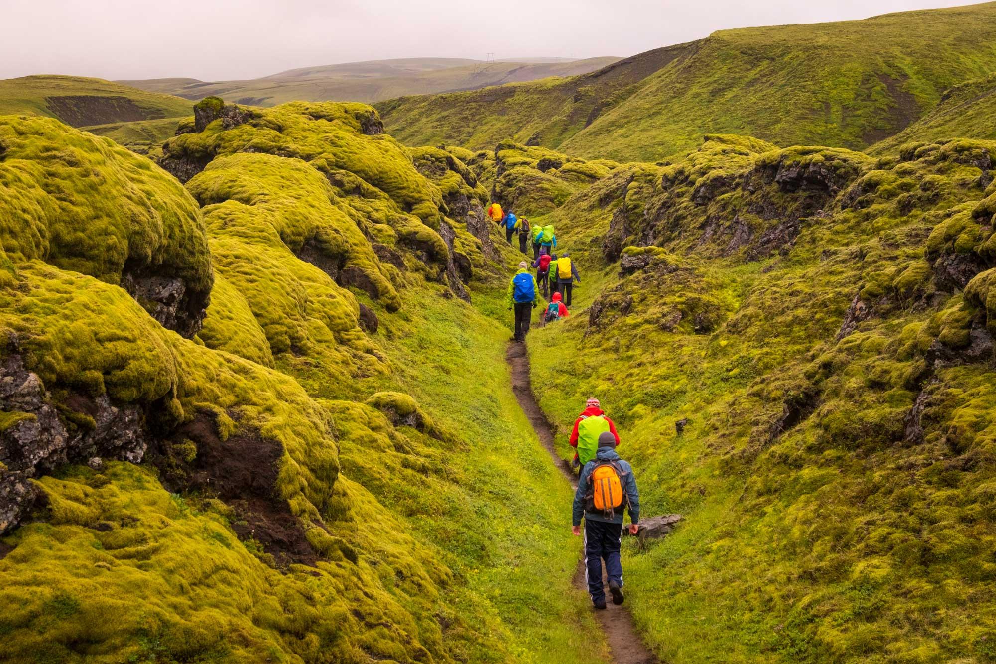 Hikiers walking in a very green moss grown lavafield