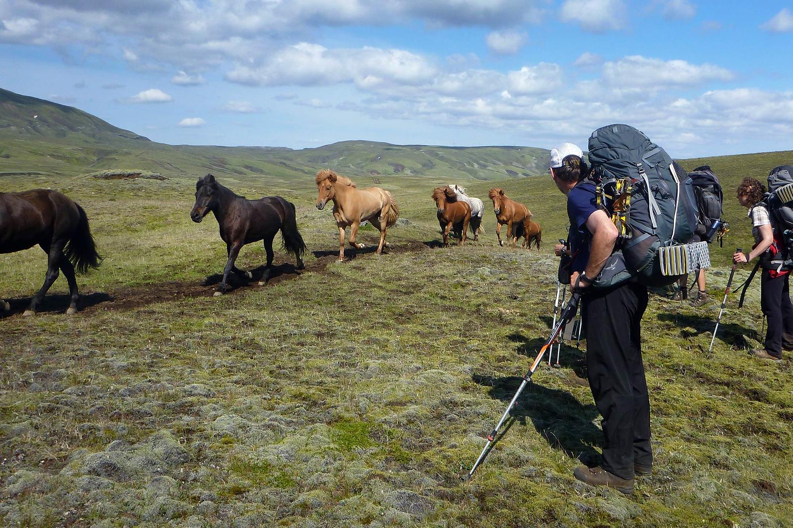 Explorers encounting the beautiful Icelandic horses