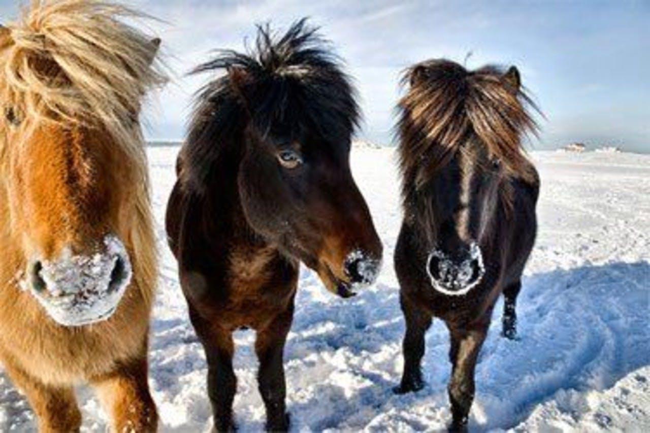 Three horses in the winter