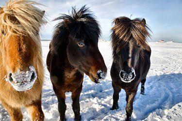 Three horses in the winter in Iceland