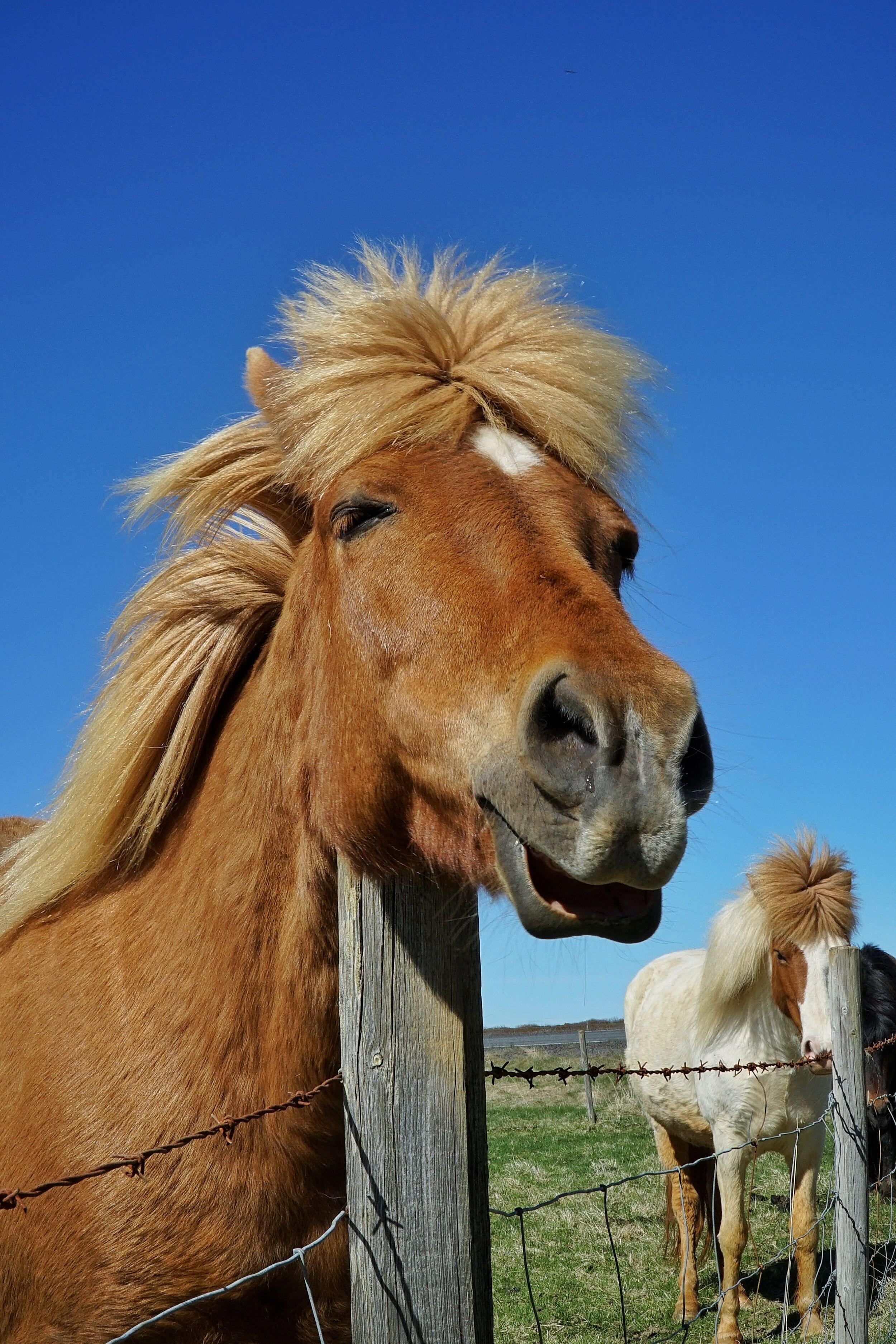 A beautiful Icelandic horse scratching on a fence post