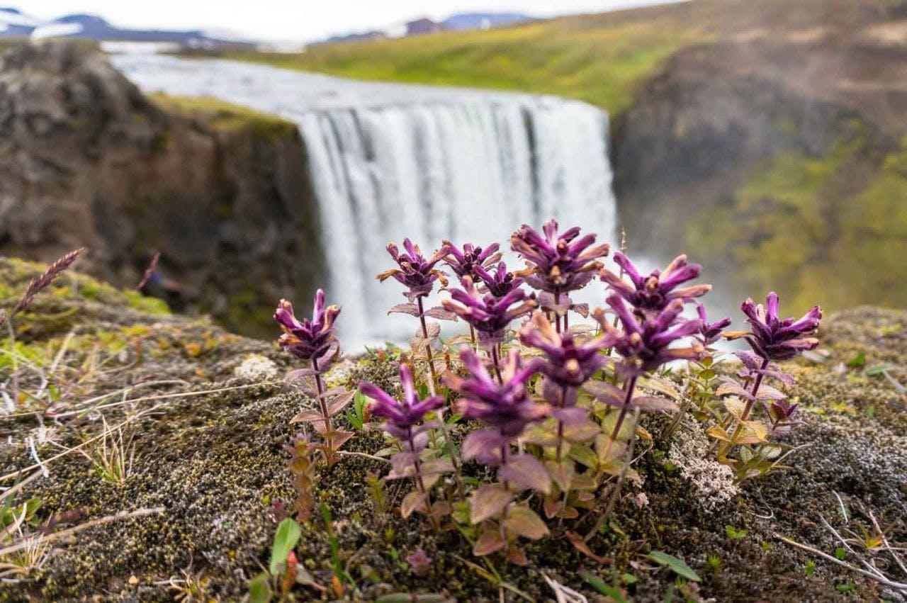 Icelandic Highlands in bloom
