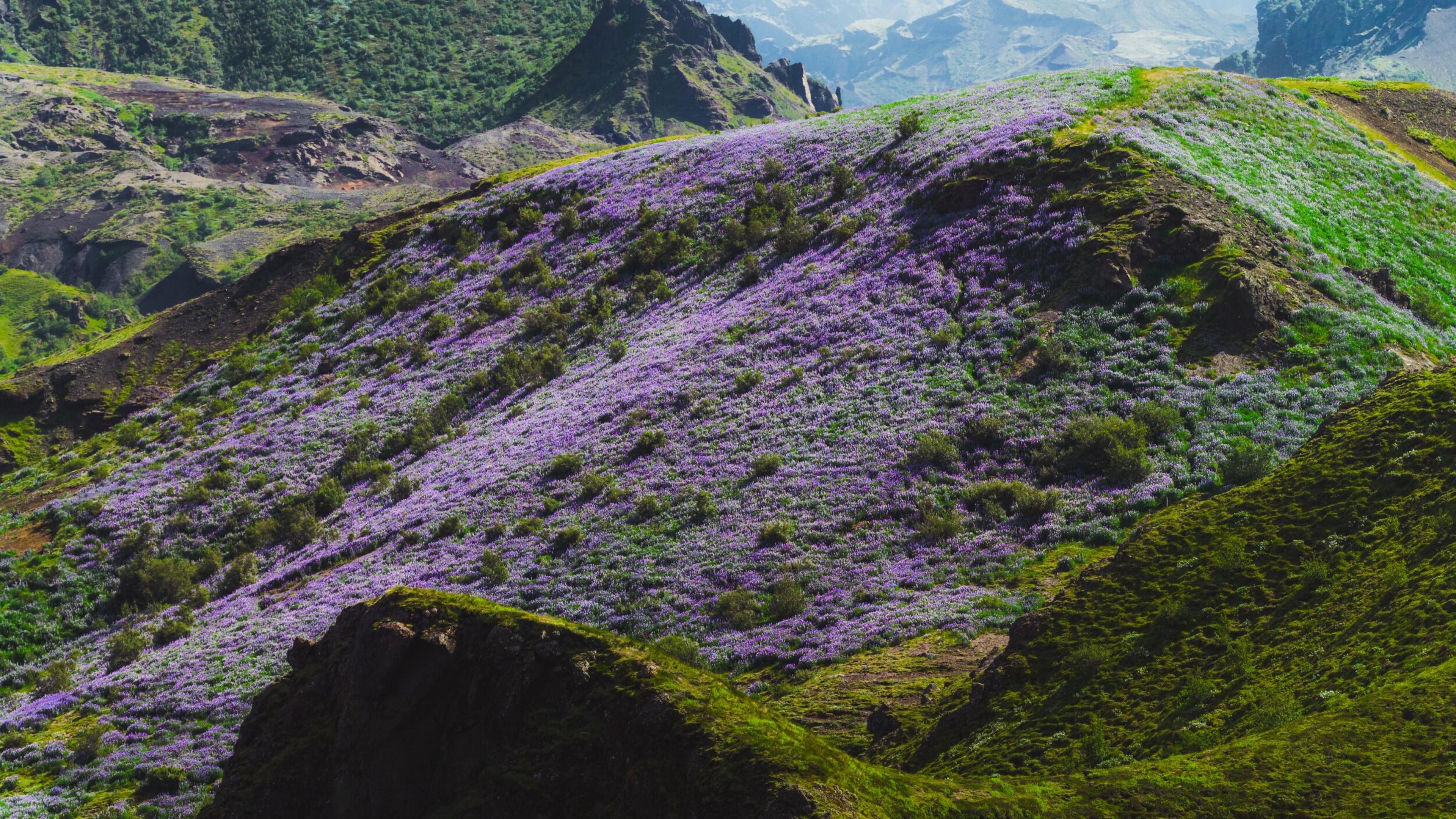 A spread of purple flowers on a hill in Þórsmörk in Iceland