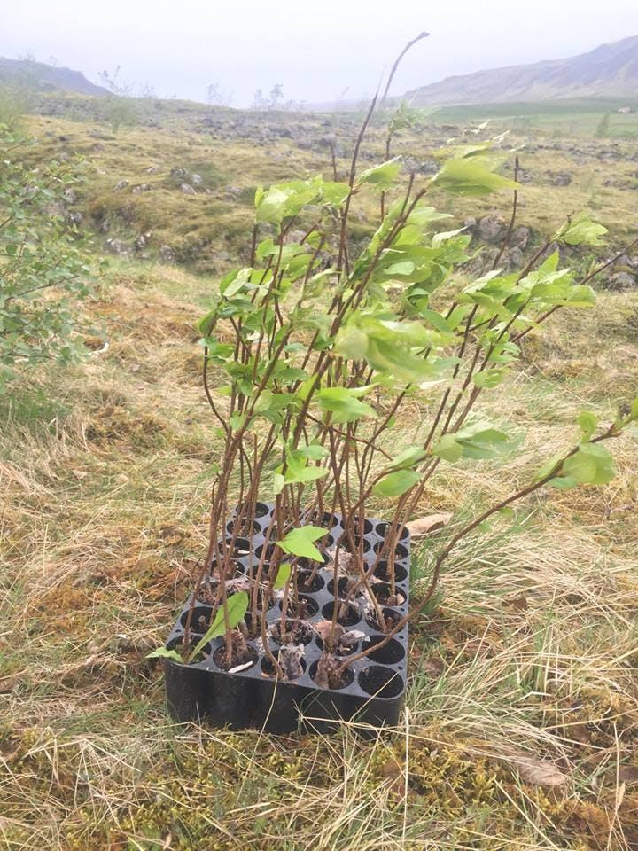 A group of young trees in a plastic container in Iceland