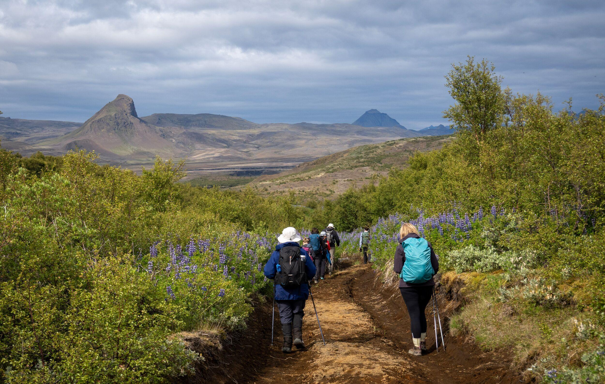looking from behind at a small group of hikers crossing a woodland along a trail
