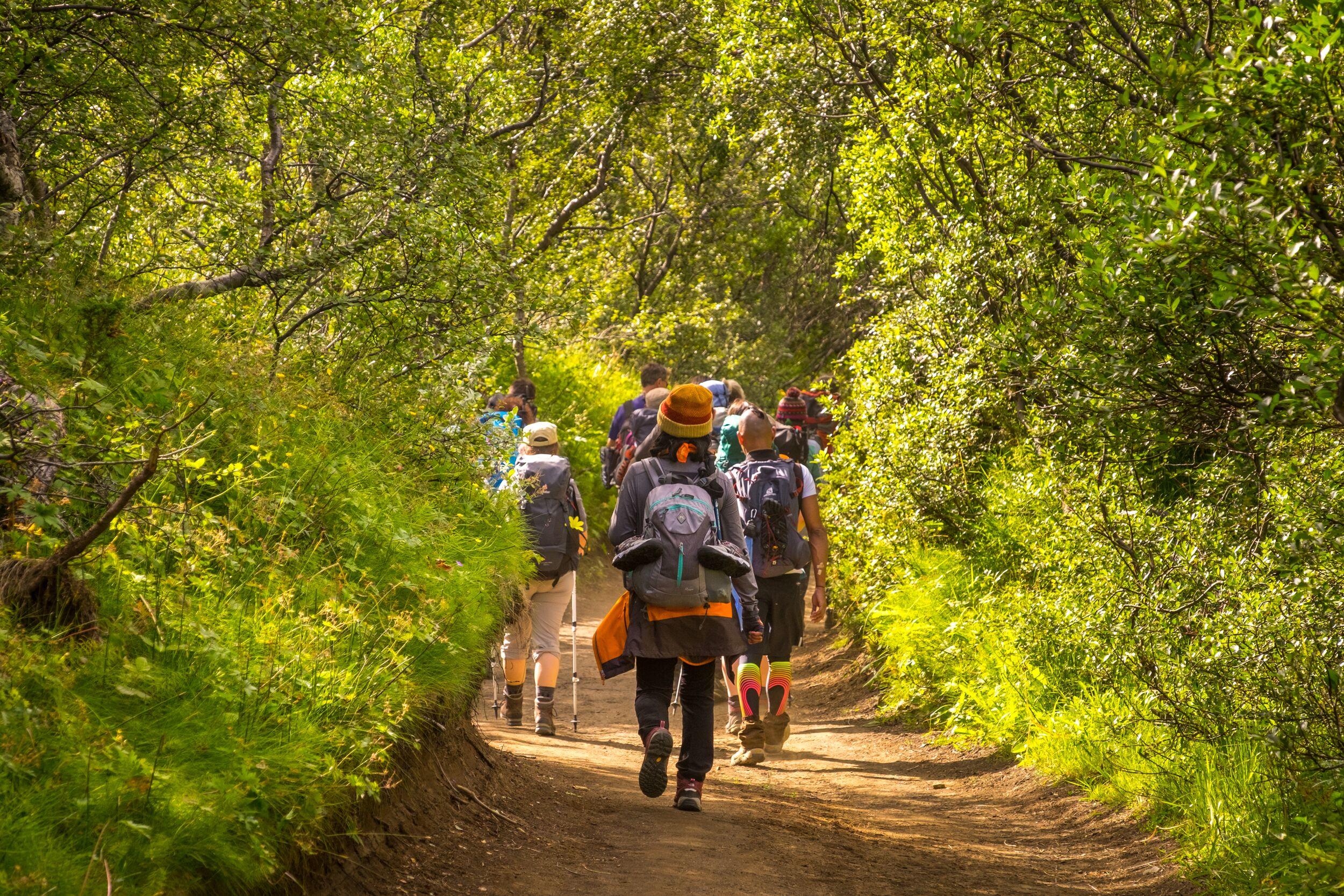 A group of hikers walks along a sunlit forest trail surrounded by lush green foliage on the Laugavegur trail in Iceland.
