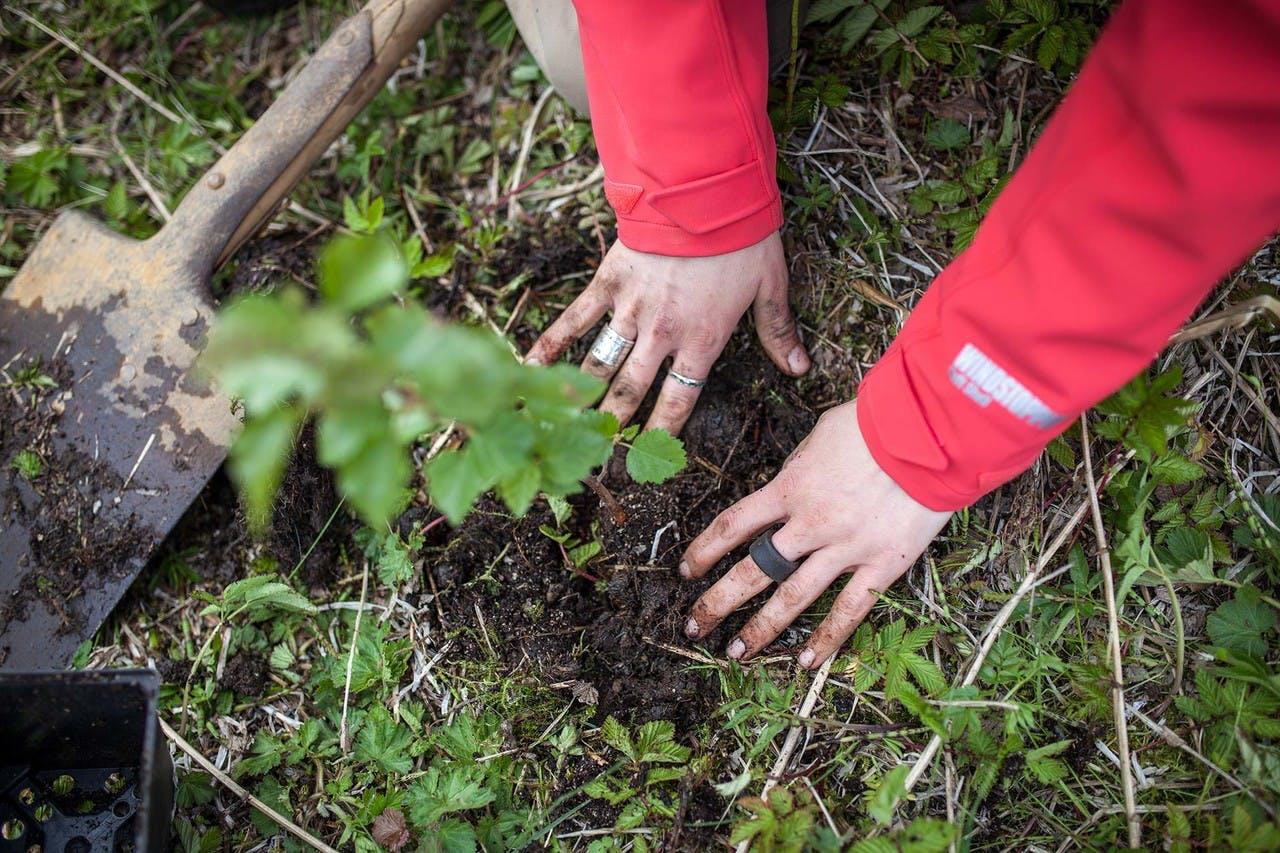 Hands of a person planting a tree