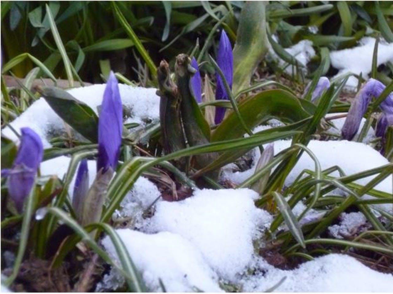 Purple flowers starting to bloom in early spring whit a little bit of snow still in the garden