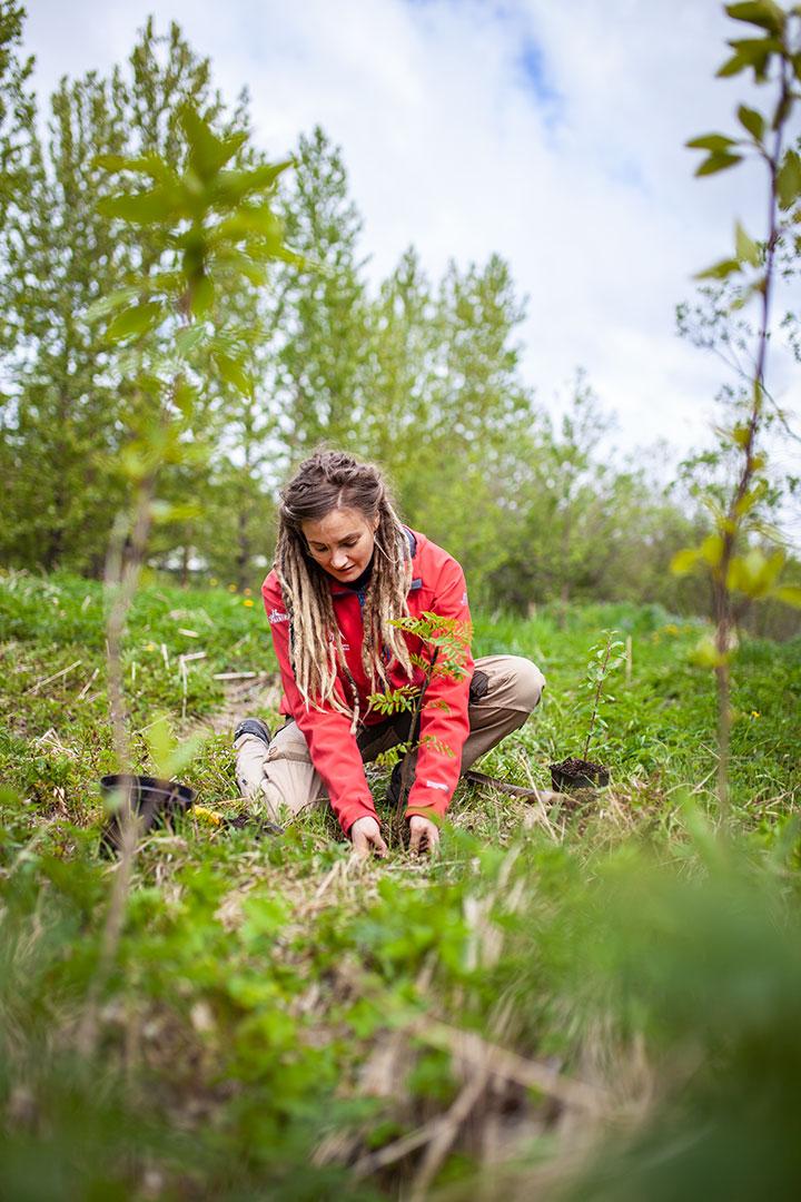 A woman in a red jacket planting a tree