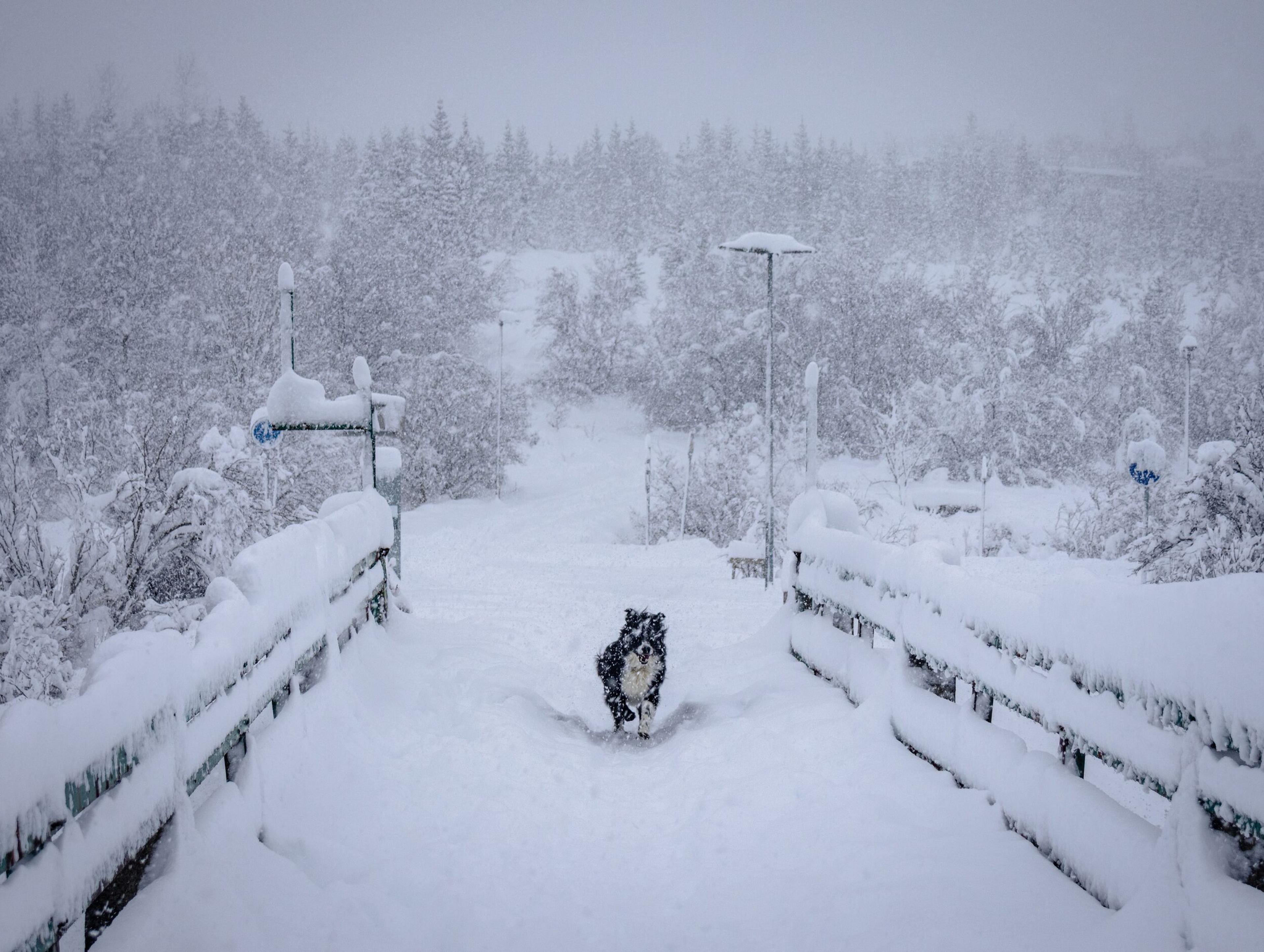 Happy dog running through a lot of fresh snow in Reykjavik, Iceland