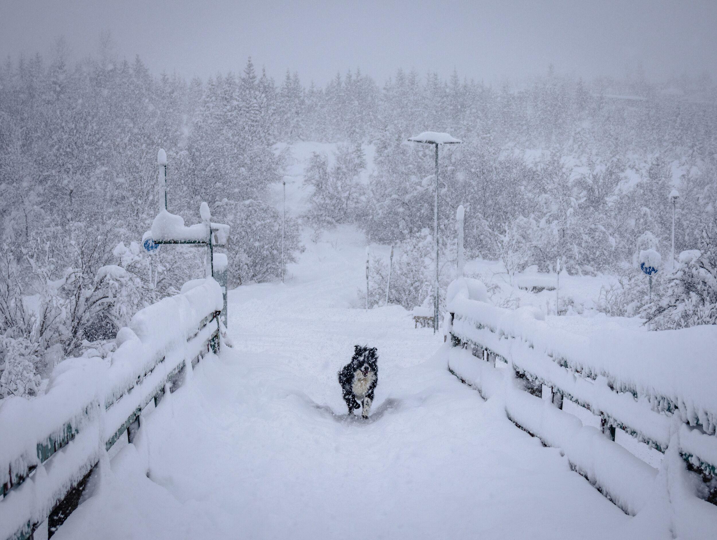 Happy dog running through a lot of fresh snow in Reykjavik, Iceland