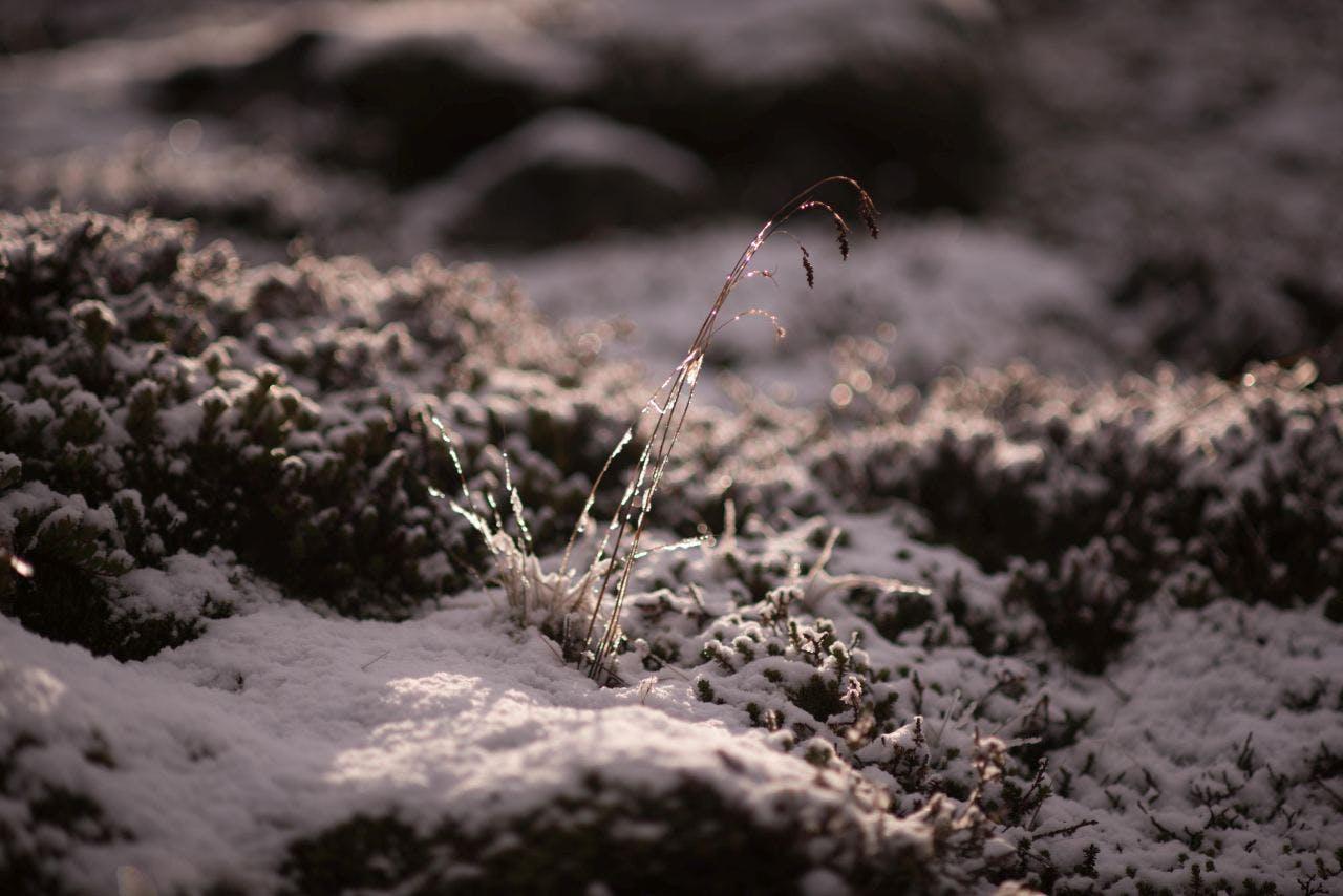 Lonely straw trying to stay alive in the snow