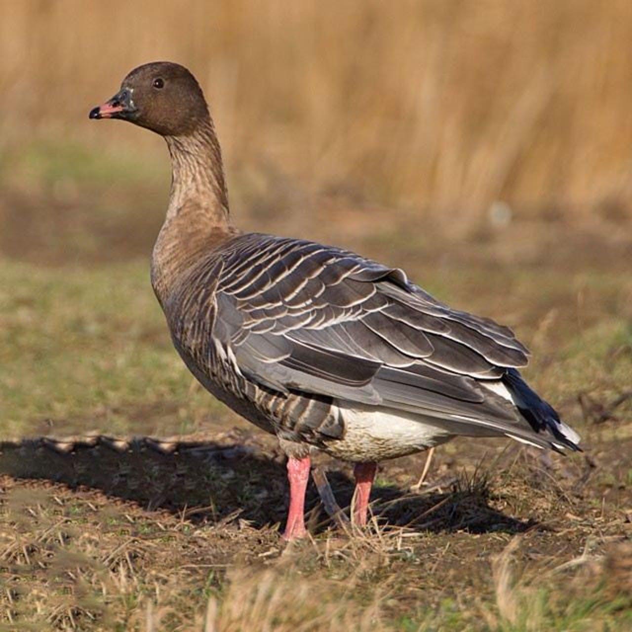 Goose in an Icelandic landscape