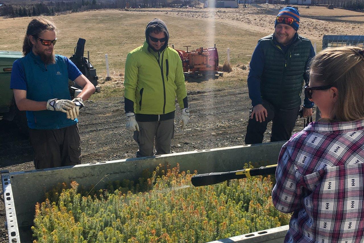 Learning about different types of trees