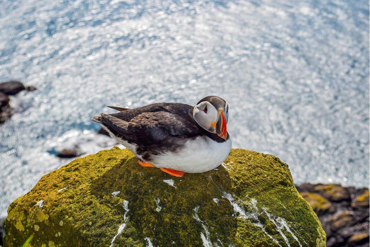 Puffin on a cliff in the westfjords of Iceland