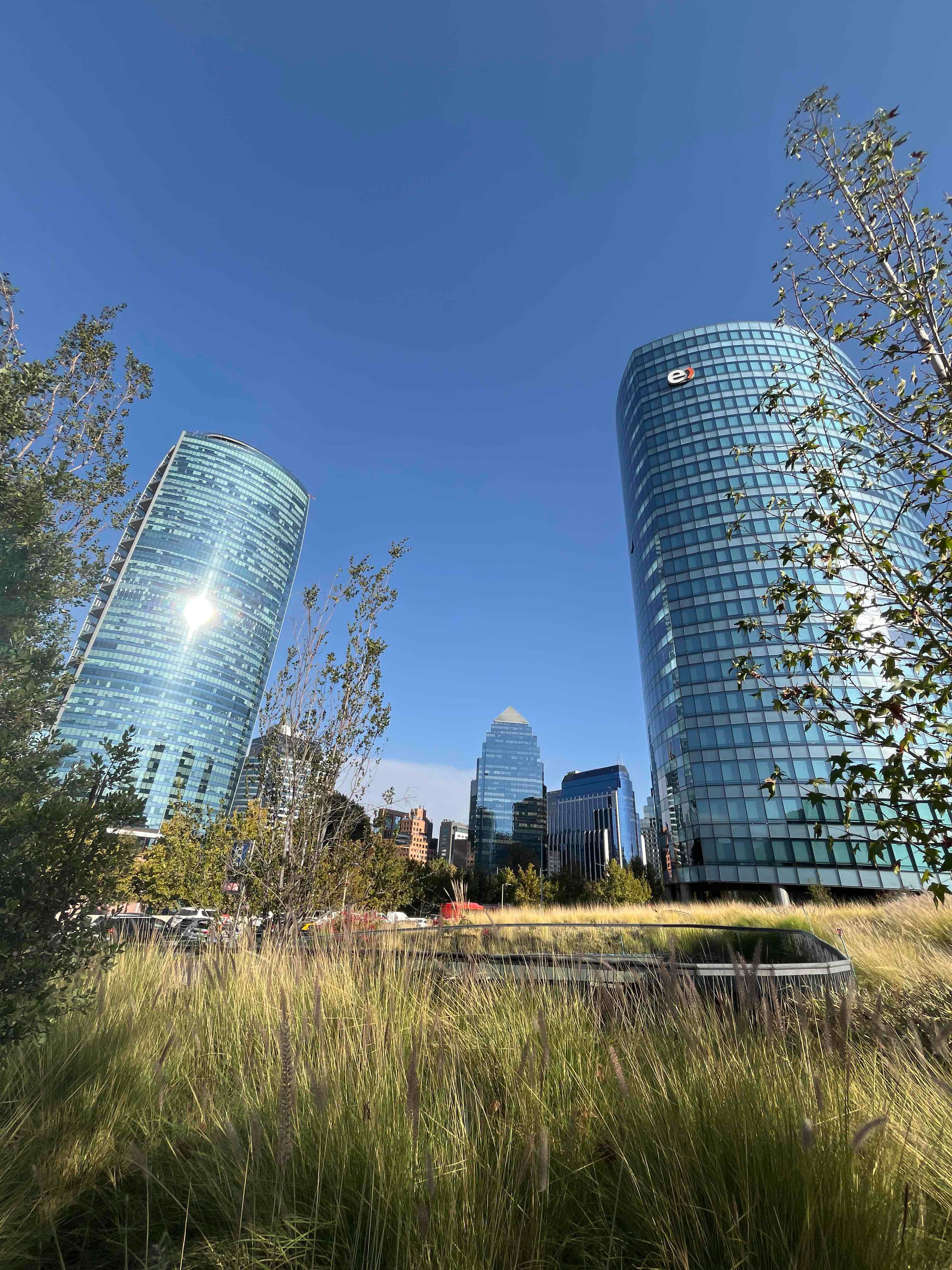 The glass towers of Sanhattan framed by tall ornamental grasses in a park