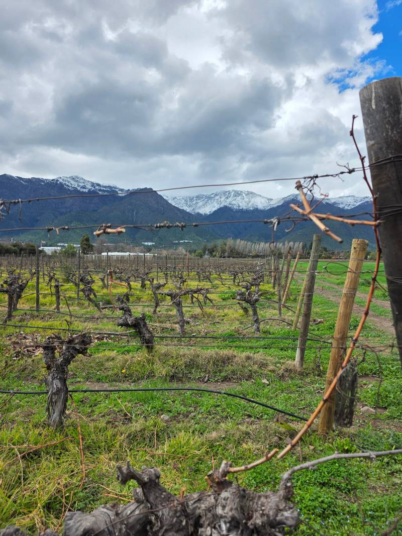 Bare winter vines strung along wires with snow-capped mountains behind